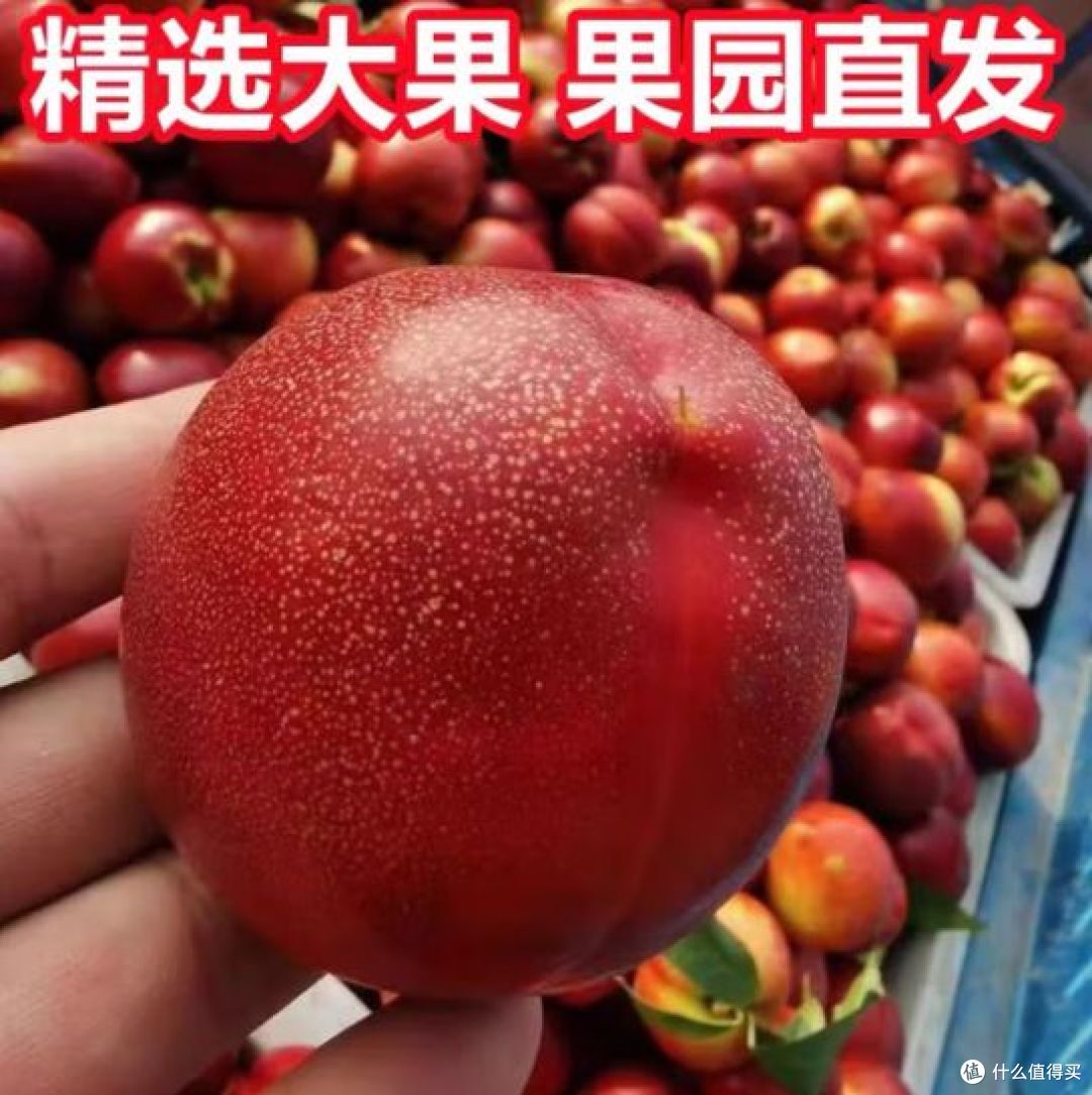 分析必看“桃乐甘肃麻将开挂神器下载”其实真的有挂-第1张图片