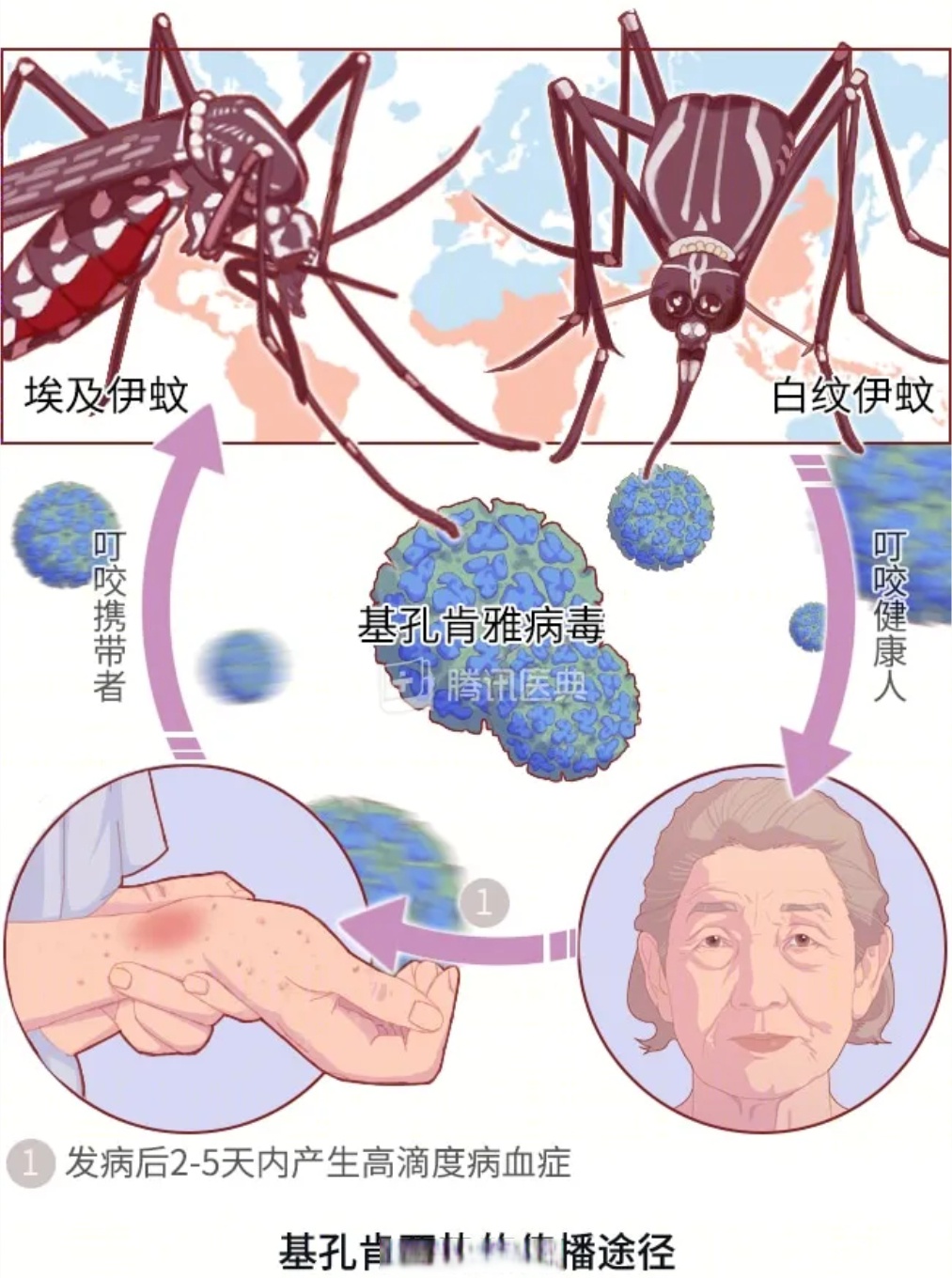 【31省份新增本土确诊40例涉2省份/31省份新增确诊病例49例其中本土病例24例】-第2张图片