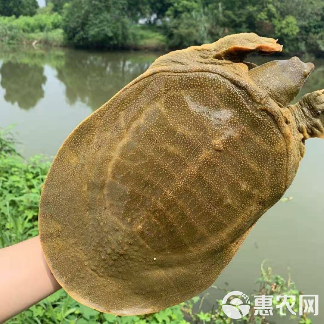必看科普“微信水鱼怎么开挂	”附开挂脚本详细-第1张图片