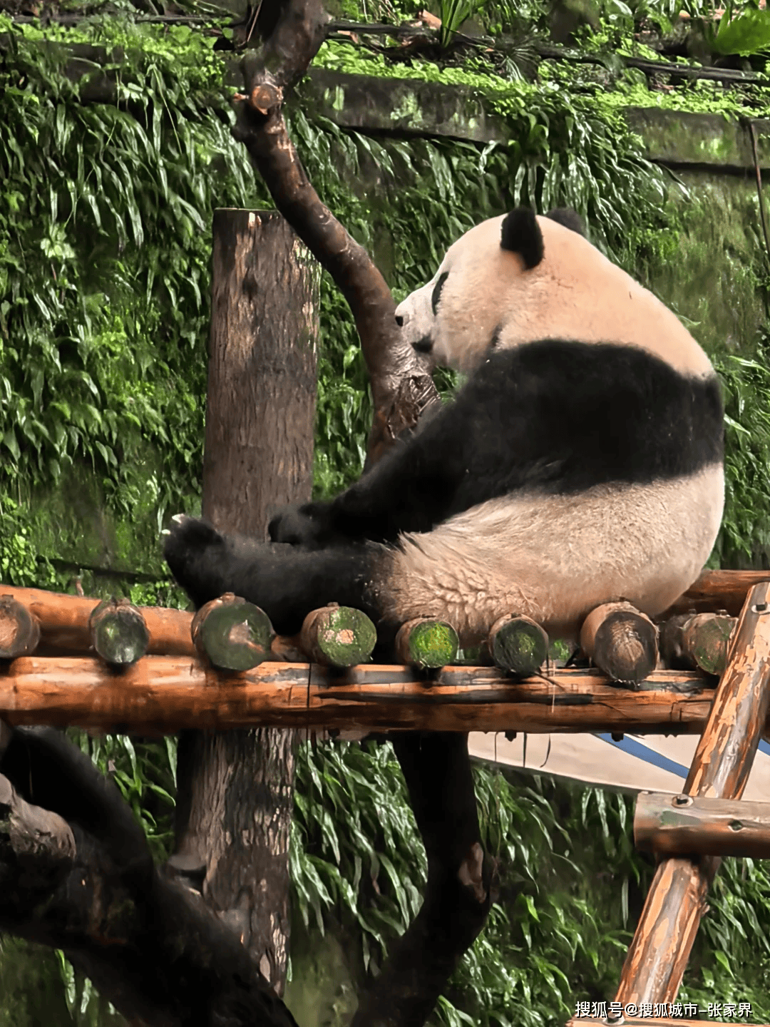 分享干货“熊猫麻将可以调胜率吗”其实真的确实有挂-第2张图片